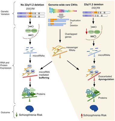 Schizophrenia Risk Mediated by microRNA Target Genes Overlapped by Genome-Wide Rare Copy Number Variation in 22q11.2 Deletion Syndrome